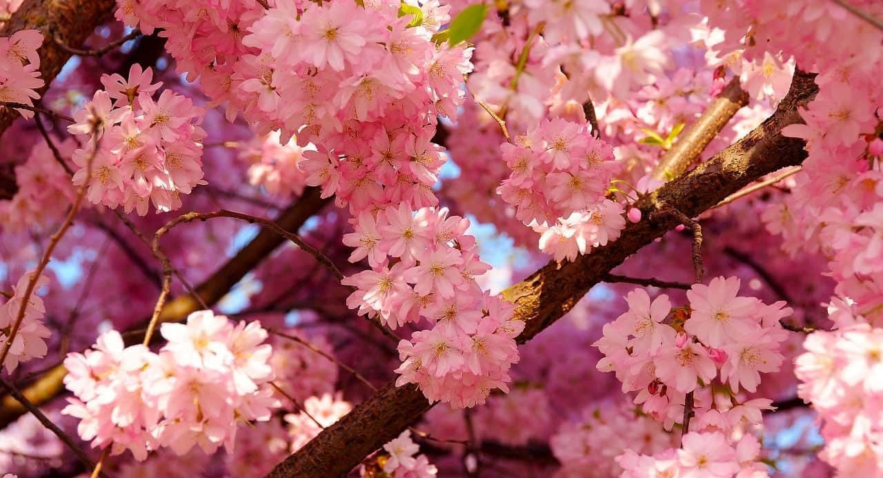زیبایی شکوفه‌های گل‌ها والپیپر