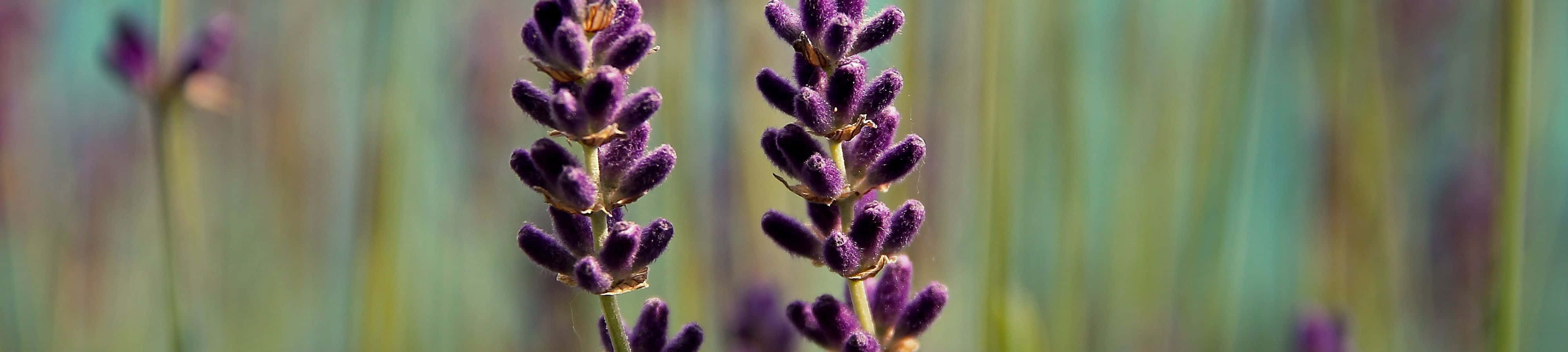 زیبایی طبیعت والپیپر