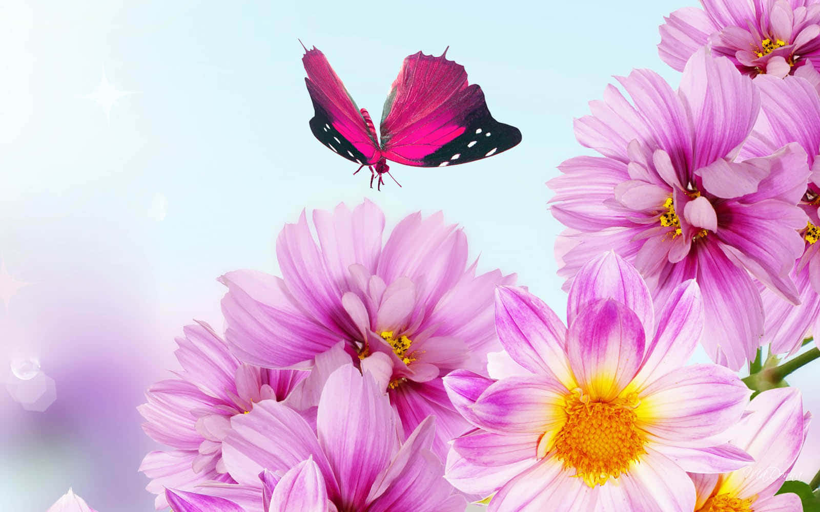 زیبایی طبیعت در شکوفه کامل والپیپر