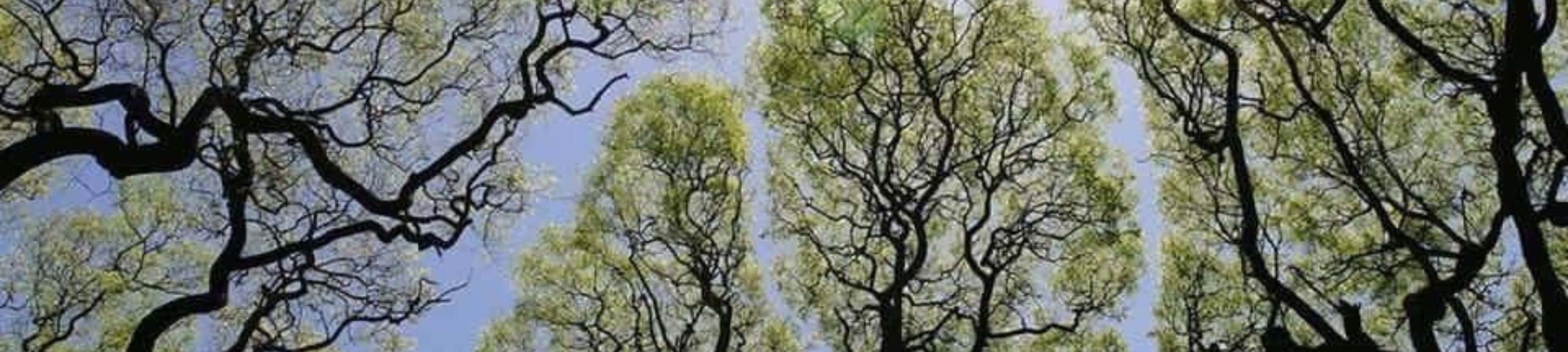 زیبایی طبیعت را از این نمای باشکوه تماشا کنید والپیپر
