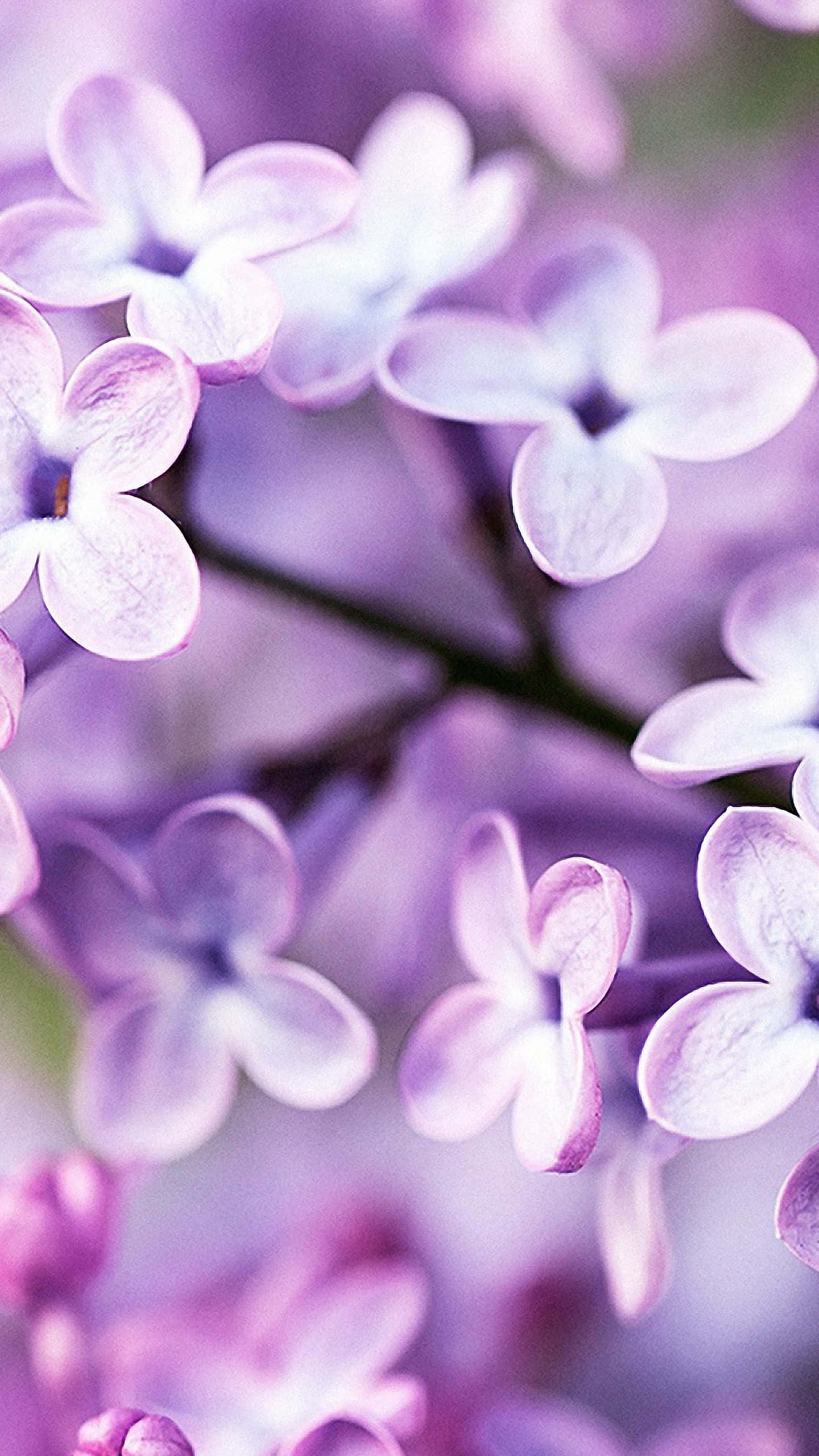 زیبایی طبیعت را با گل آیفون احساس کنید والپیپر