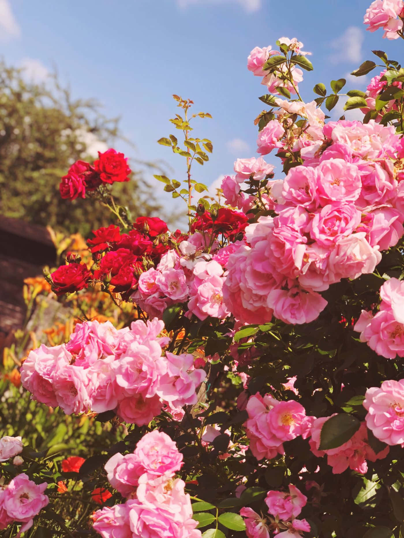 زیبایی طبیعت - گل زیبا والپیپر