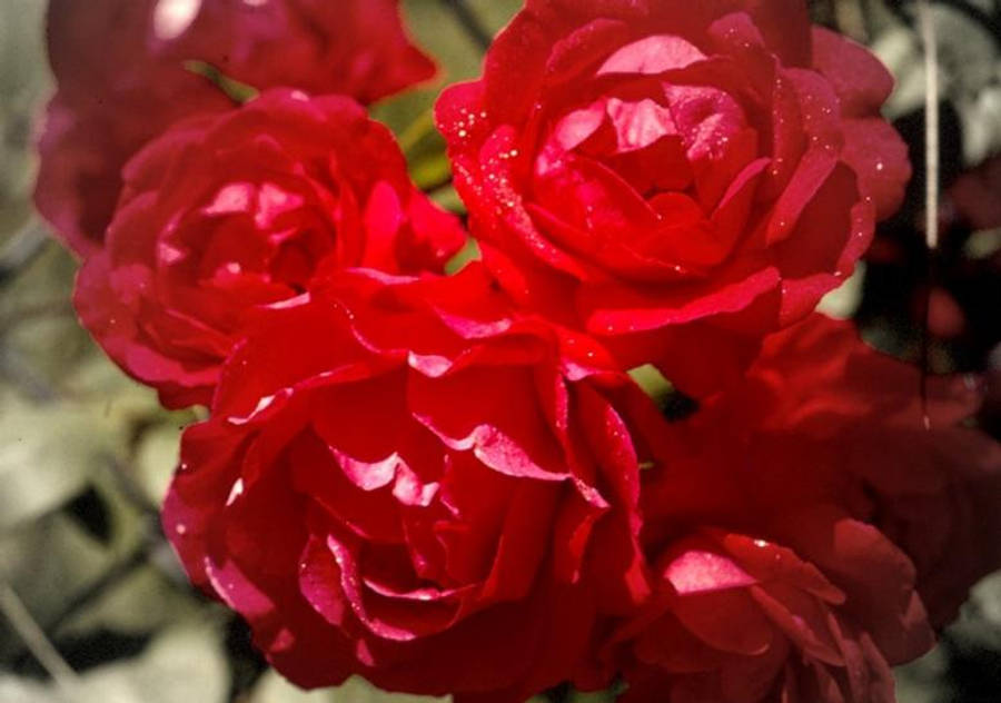 زیبایی مسحورکننده گل رز شکفته والپیپر