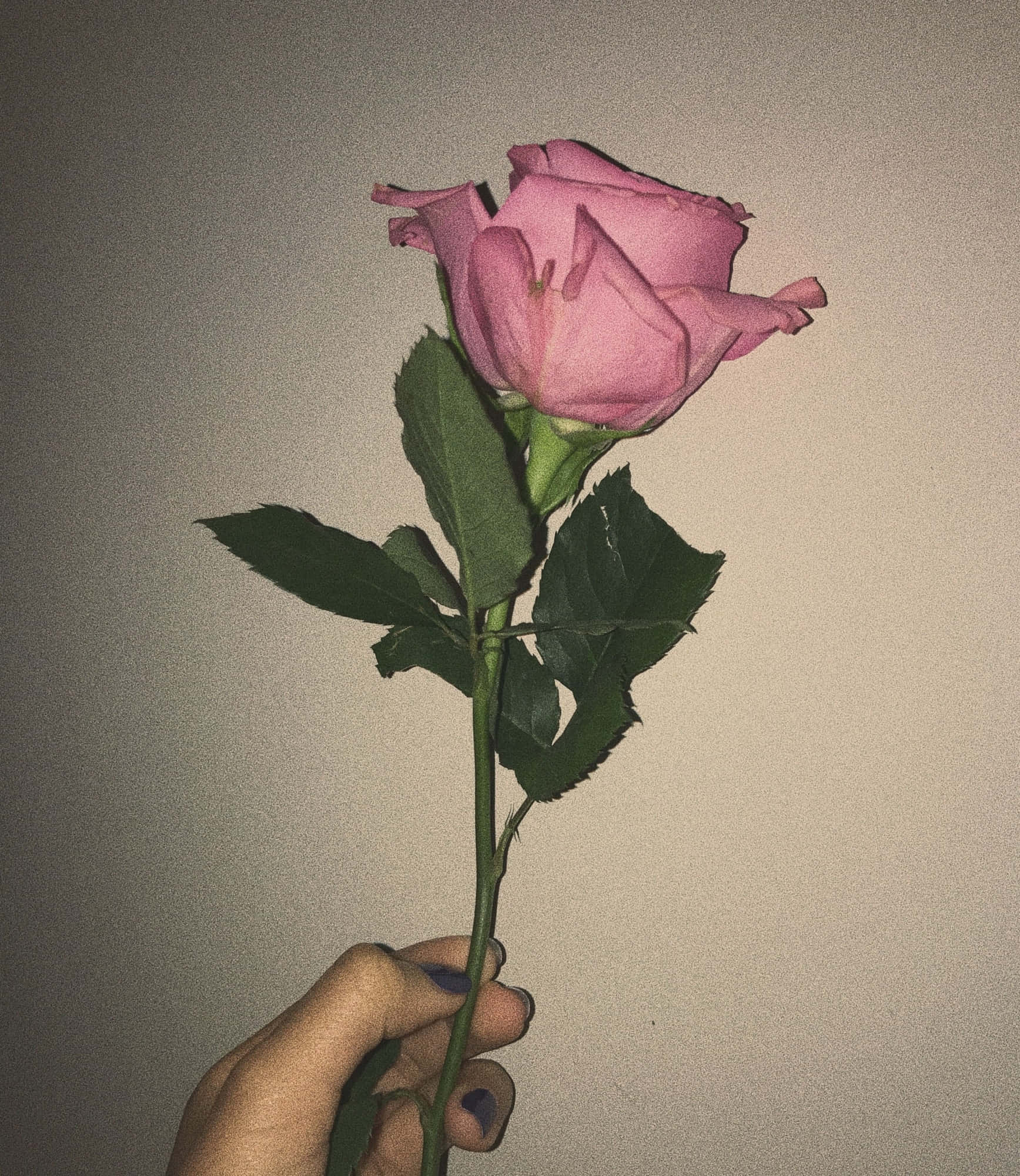 زیبایی و ظرافت صورتی زیبا والپیپر