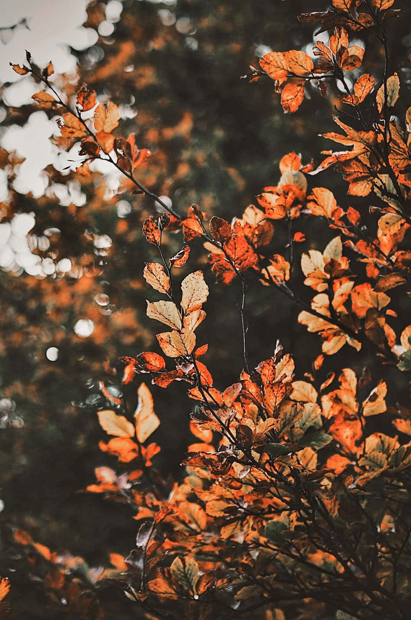 زیبایی پاییز را با برگ‌های رنگارنگ Aesthetic Fall تجربه کنید. والپیپر