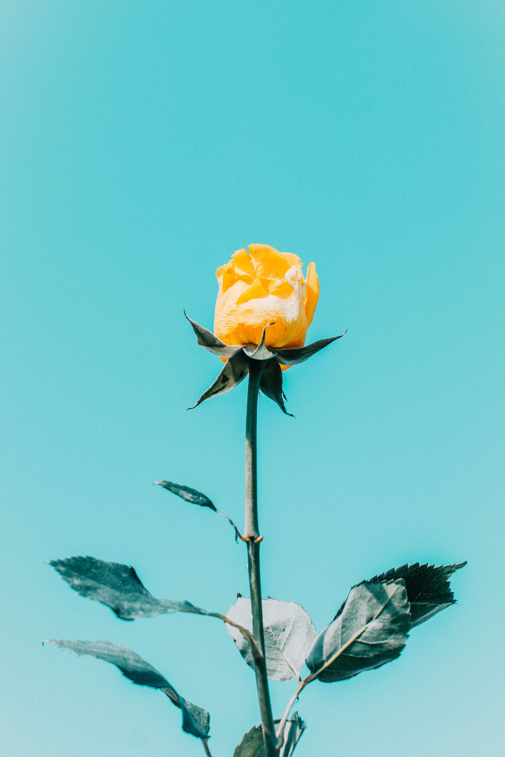 زیبایی گل رز زرد در آسمان آبی والپیپر