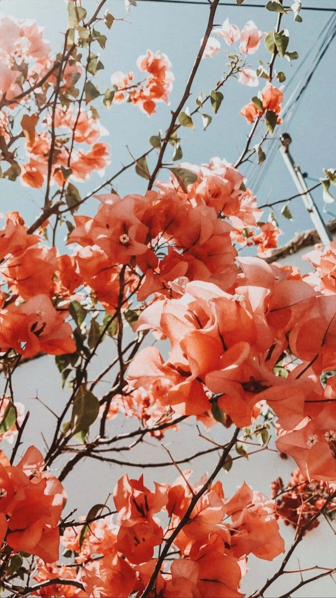 زیبایی گل زیبای پرجنب‌وجوش روزتان را روشن کند! والپیپر
