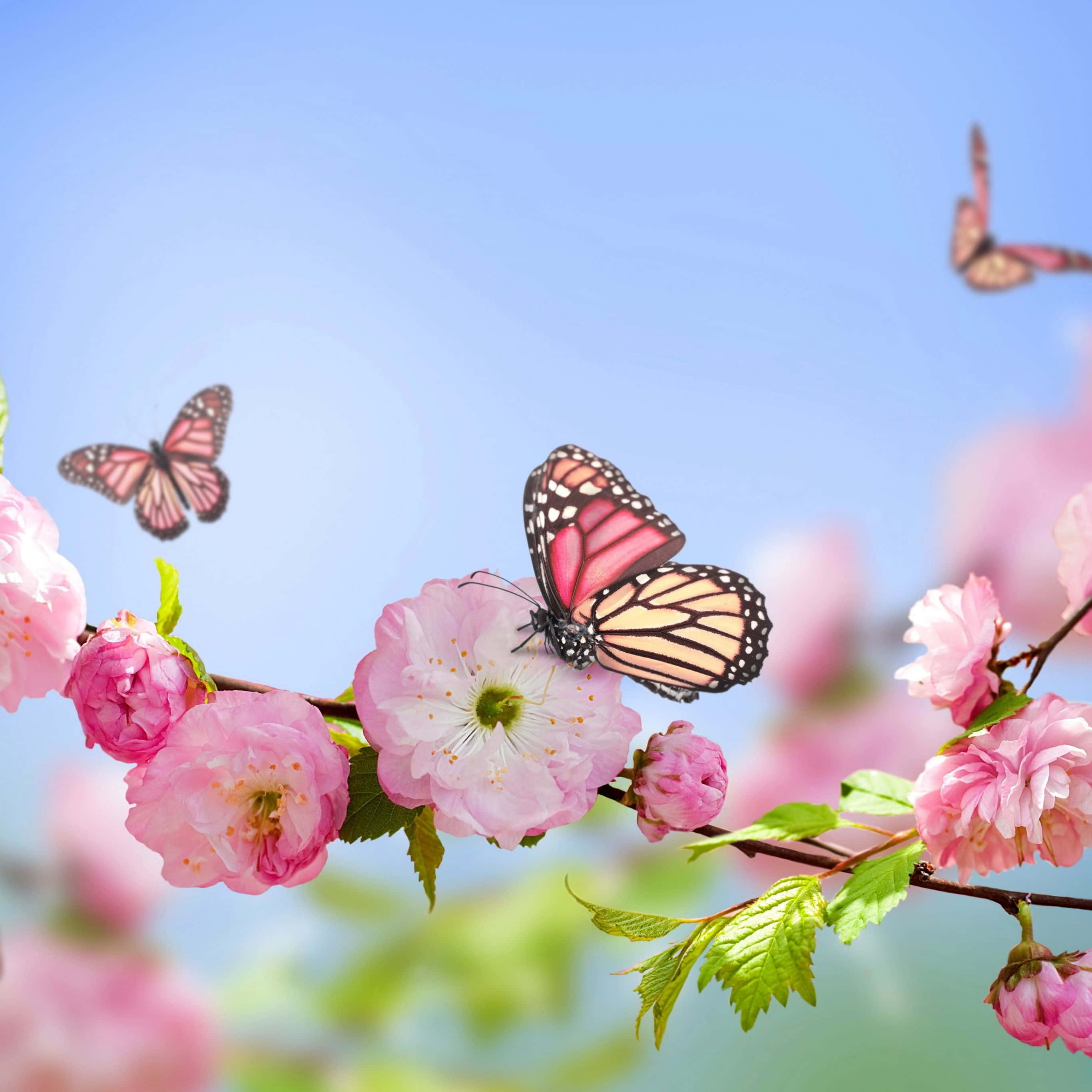 زیبایی گل‌های جذاب برای پس‌زمینه آیپد شما والپیپر