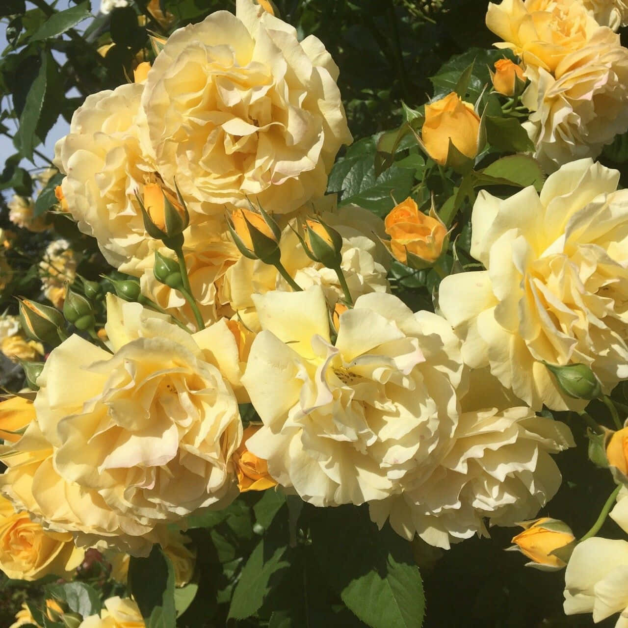زیبایی یک گل زیبا و ظریف والپیپر