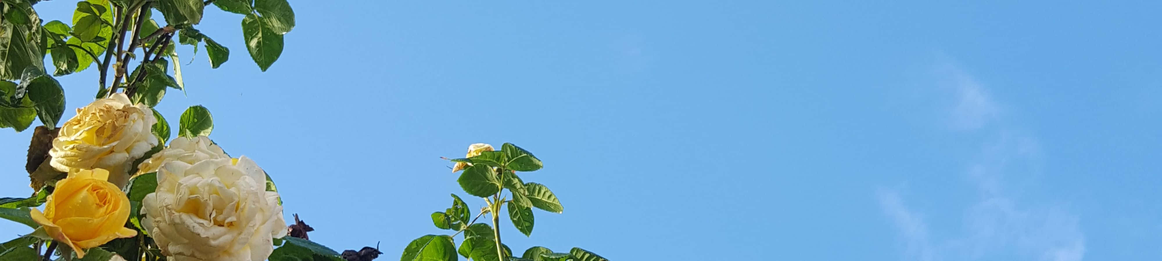 ساعتی با گل‌ها در آسمان والپیپر