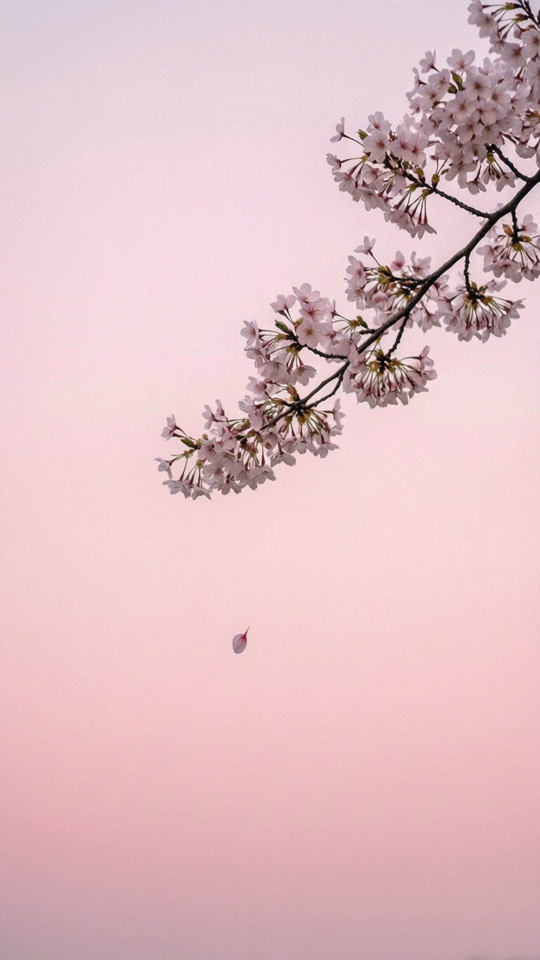 ساکورای مینیمال والپیپر