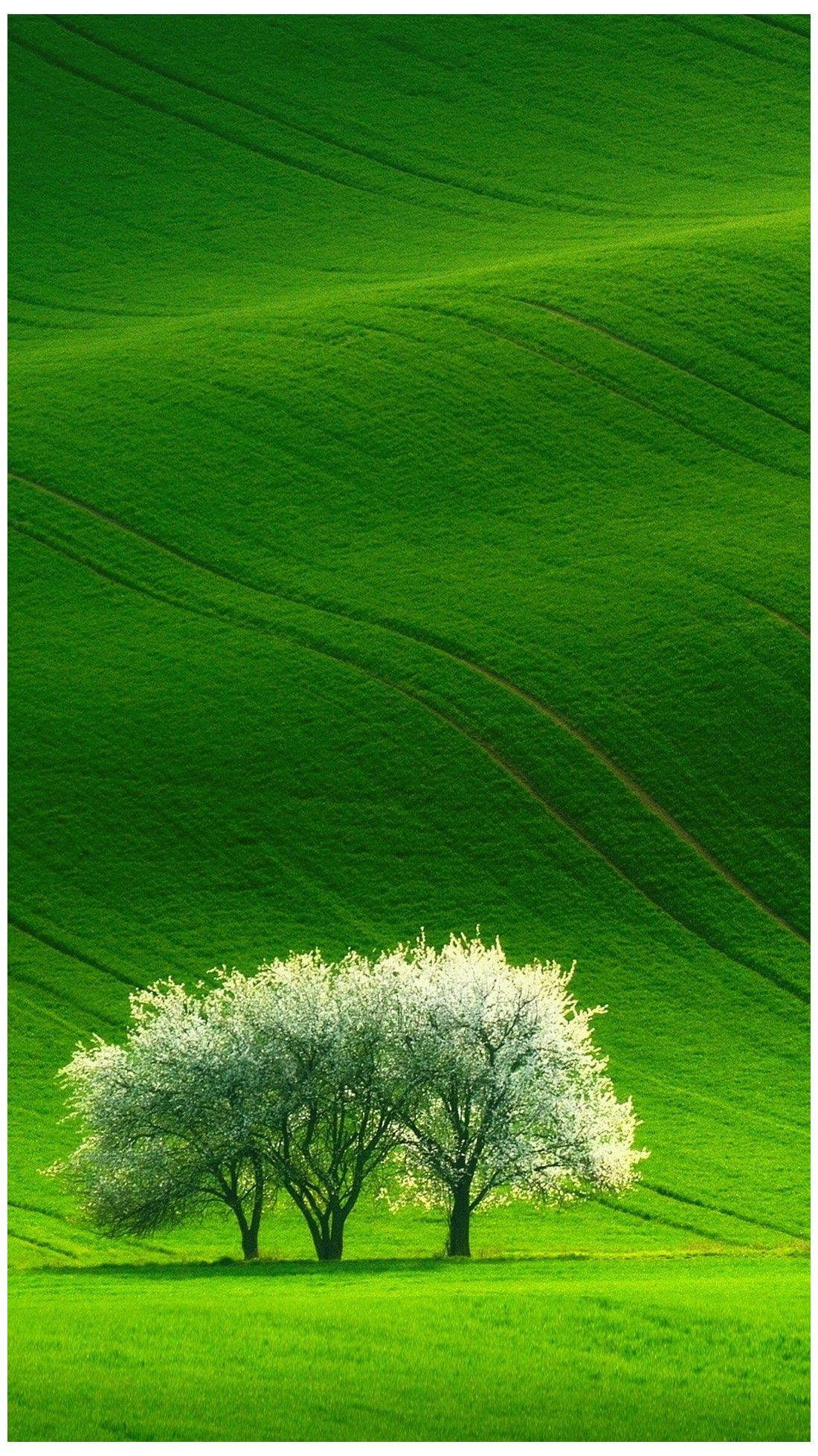 سه درخت در چمنزار طبیعت والپیپر