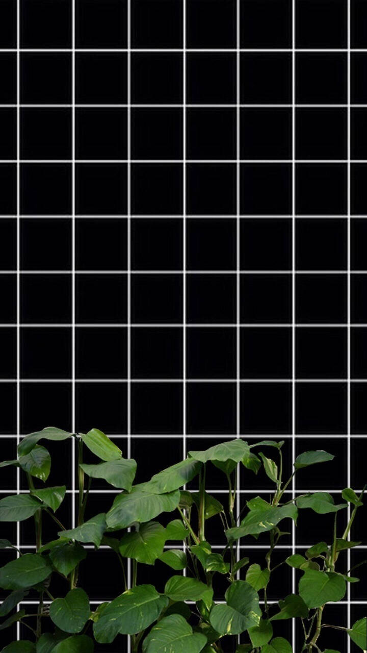 سیاه و سفید با گیاهان، زیبایی شبکه‌ای والپیپر