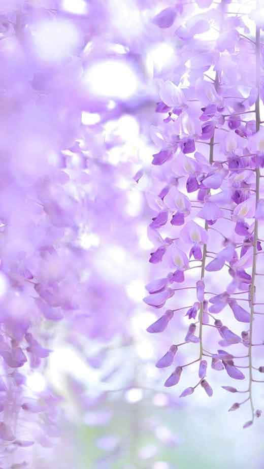 شب‌گاه را با این والپیپر زیبای آیفون باز کنید. والپیپر