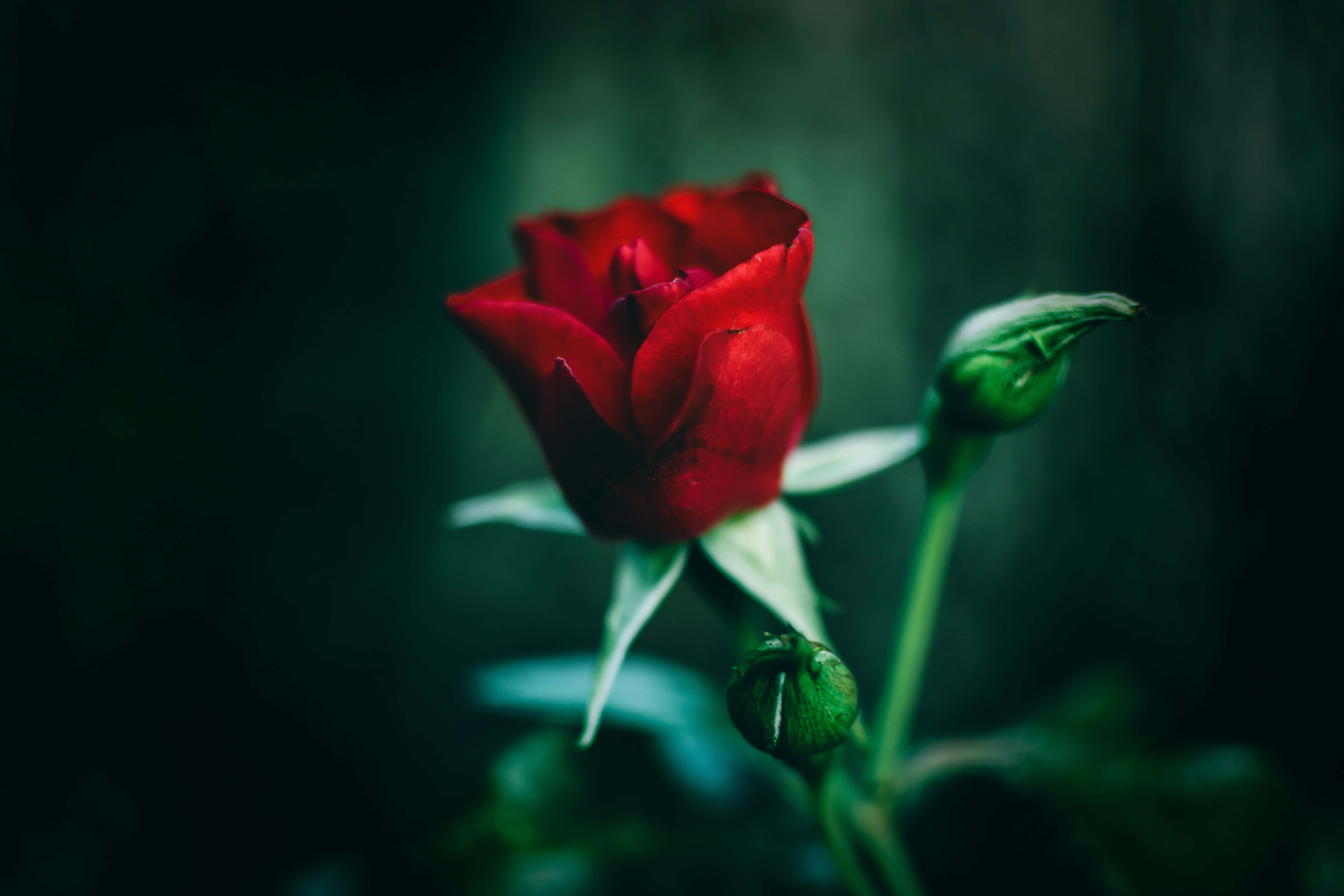 شکوفه‌ای ظریف از گل رز صورتی والپیپر