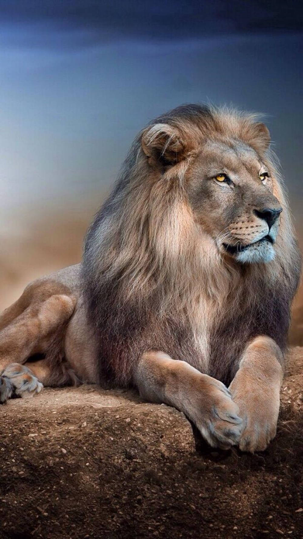 شیر آسمان آبی زیبا برای آیفون والپیپر