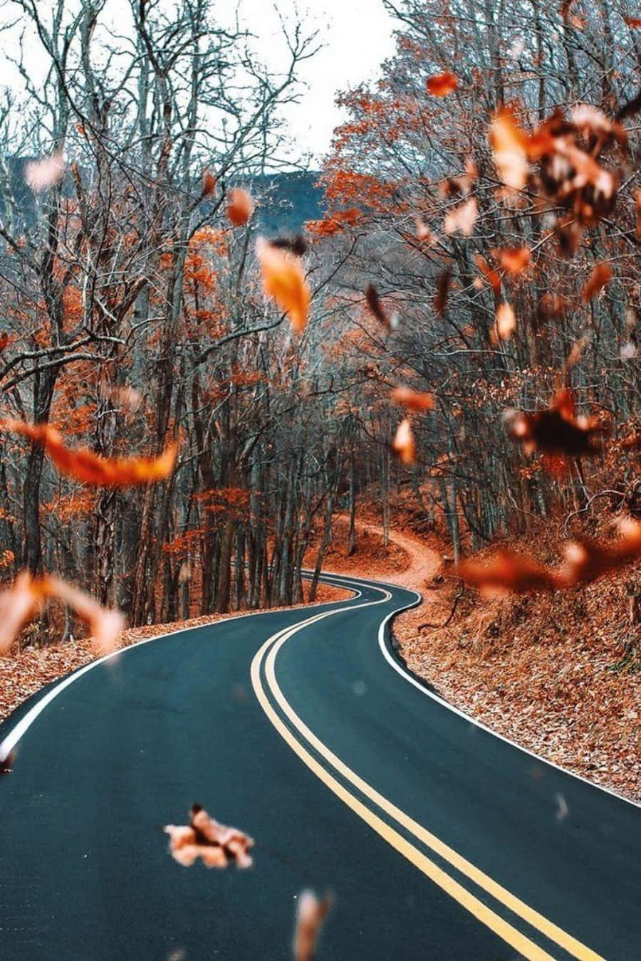 صحنه‌ای پاییزی با چمنزاری زیبا زیر آسمانی آبی و روشن والپیپر