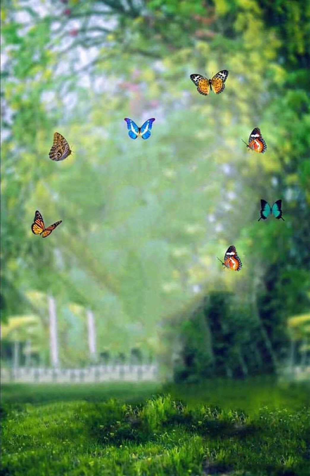 پس‌زمینه CB — پروانه والپیپر