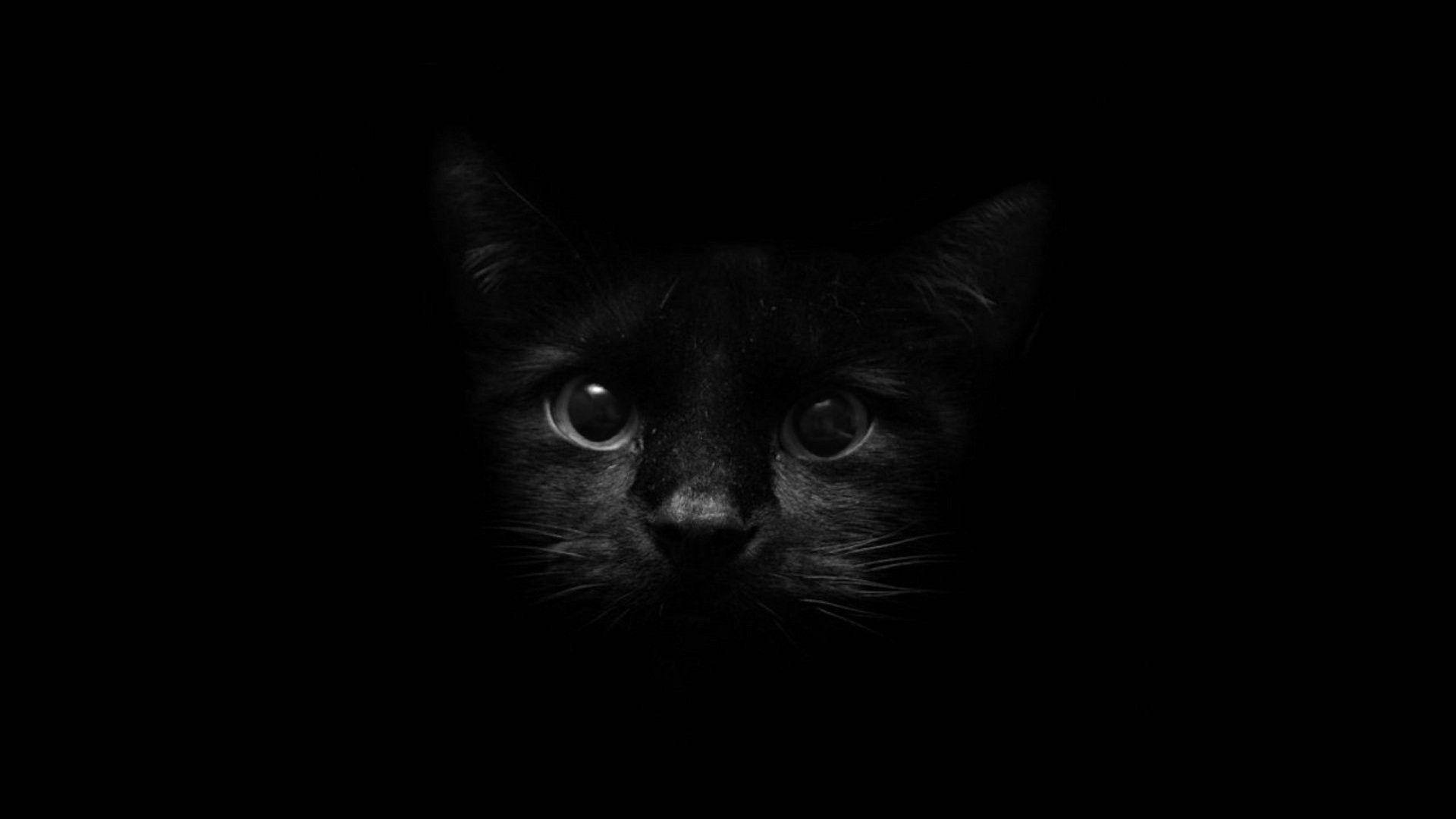 صورت گربه سیاه روی صفحه تاریک والپیپر