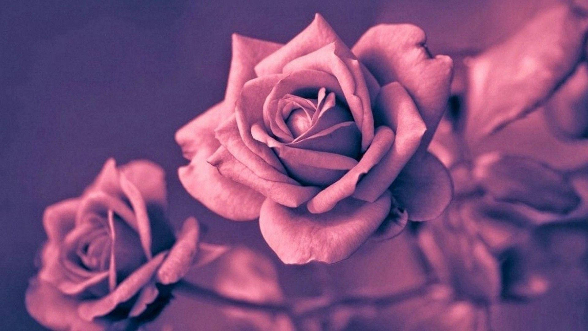 عکاسی زیبای رز گلد والپیپر