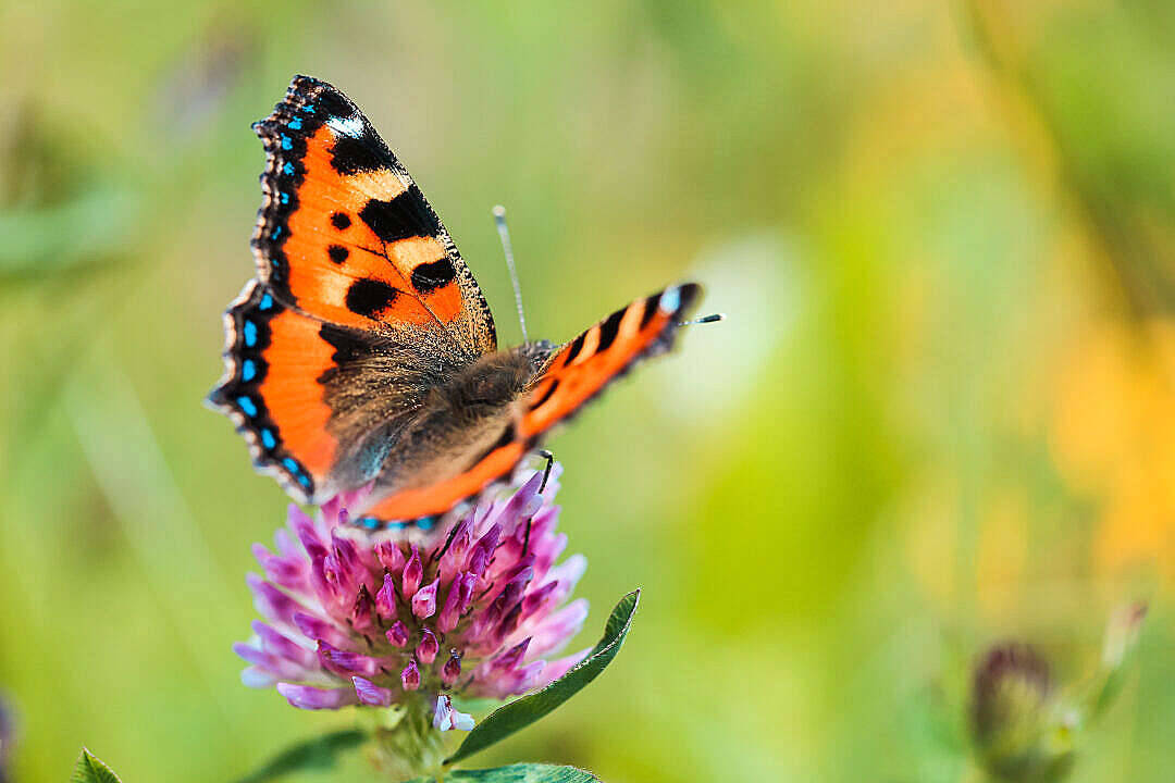 عکس زیبای پروانه والپیپر