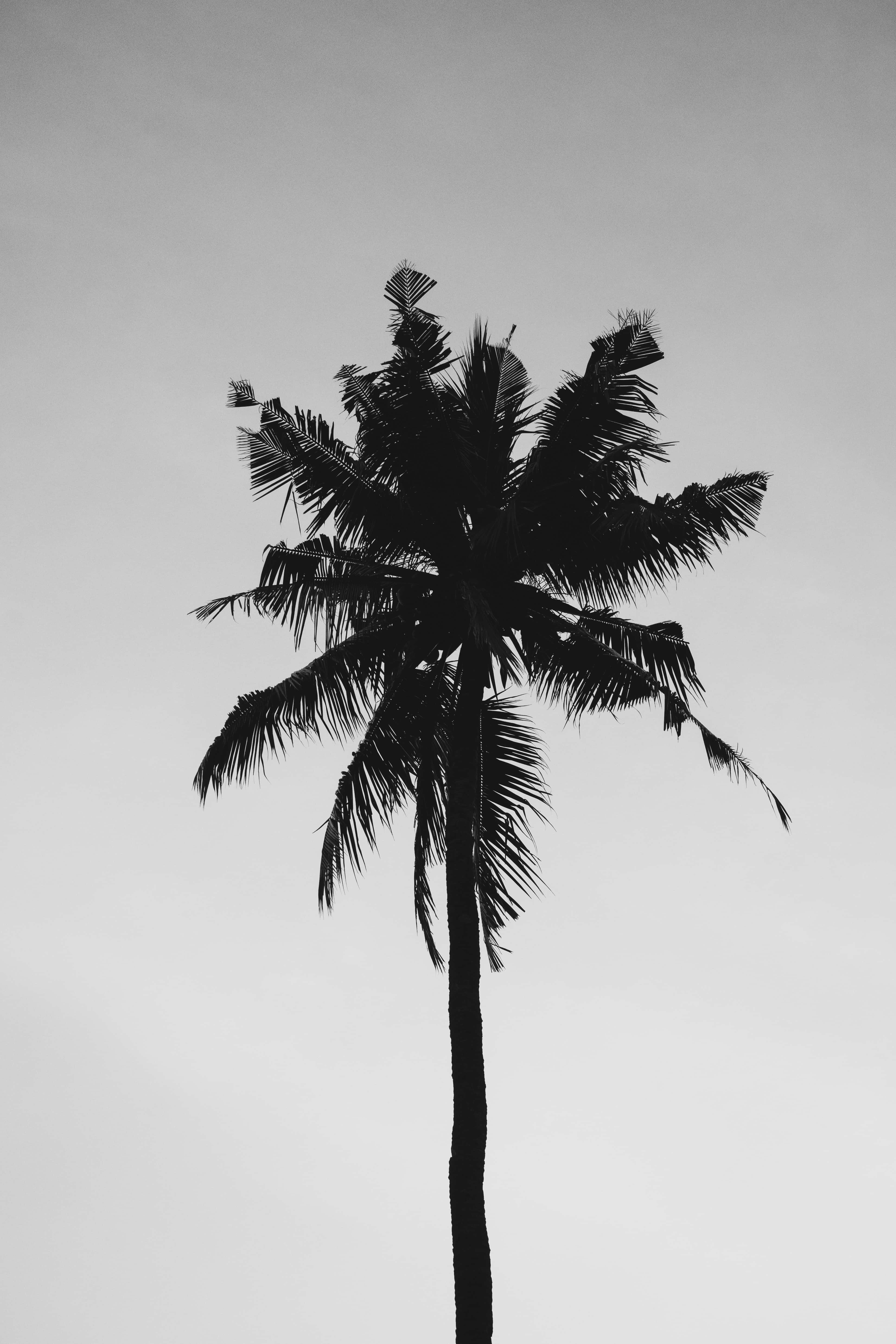 عکس سیاه و سفید از یک درخت نخل والپیپر