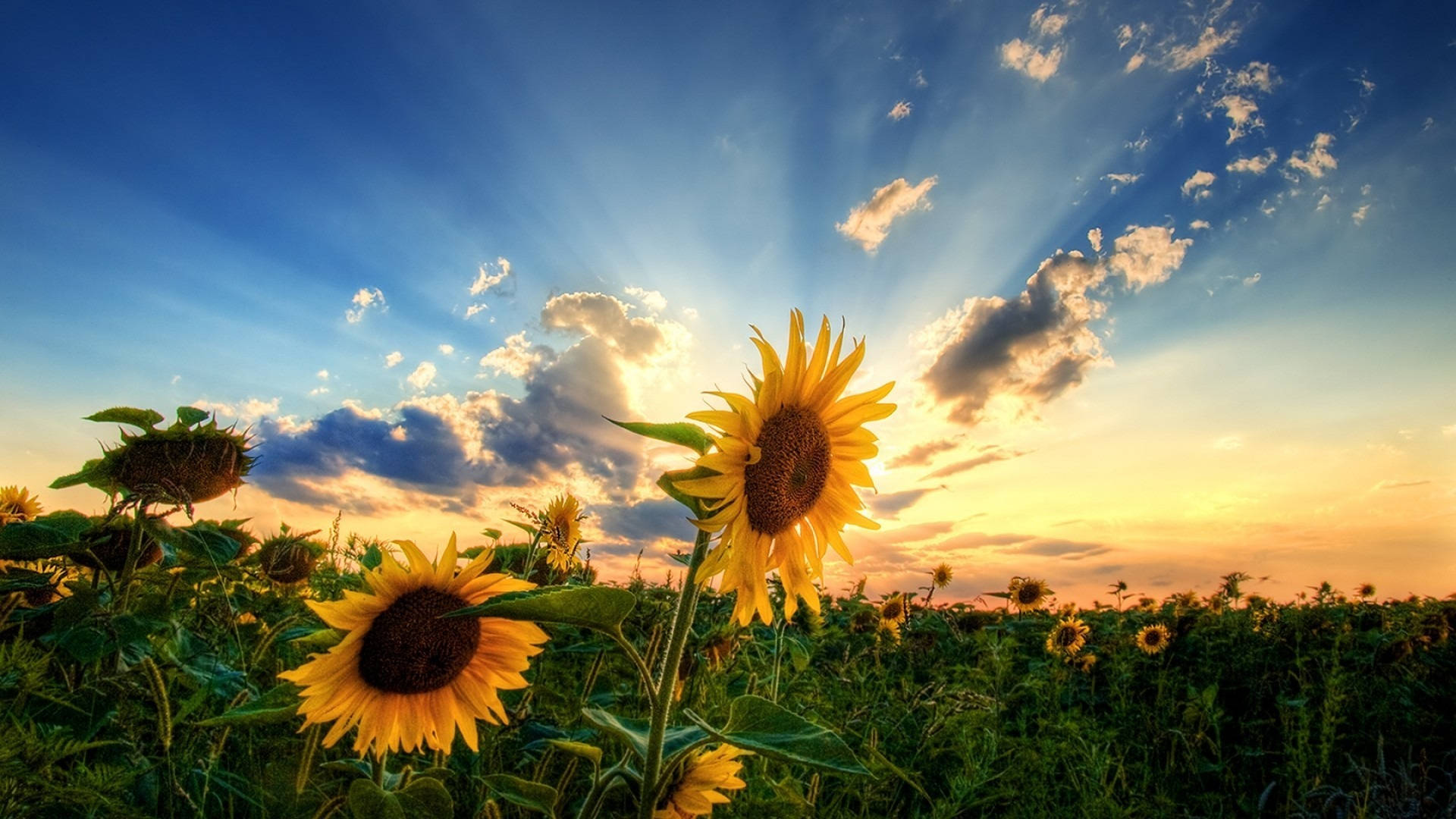 غروب برای نمایش بلومن — آفتابگردان والپیپر
