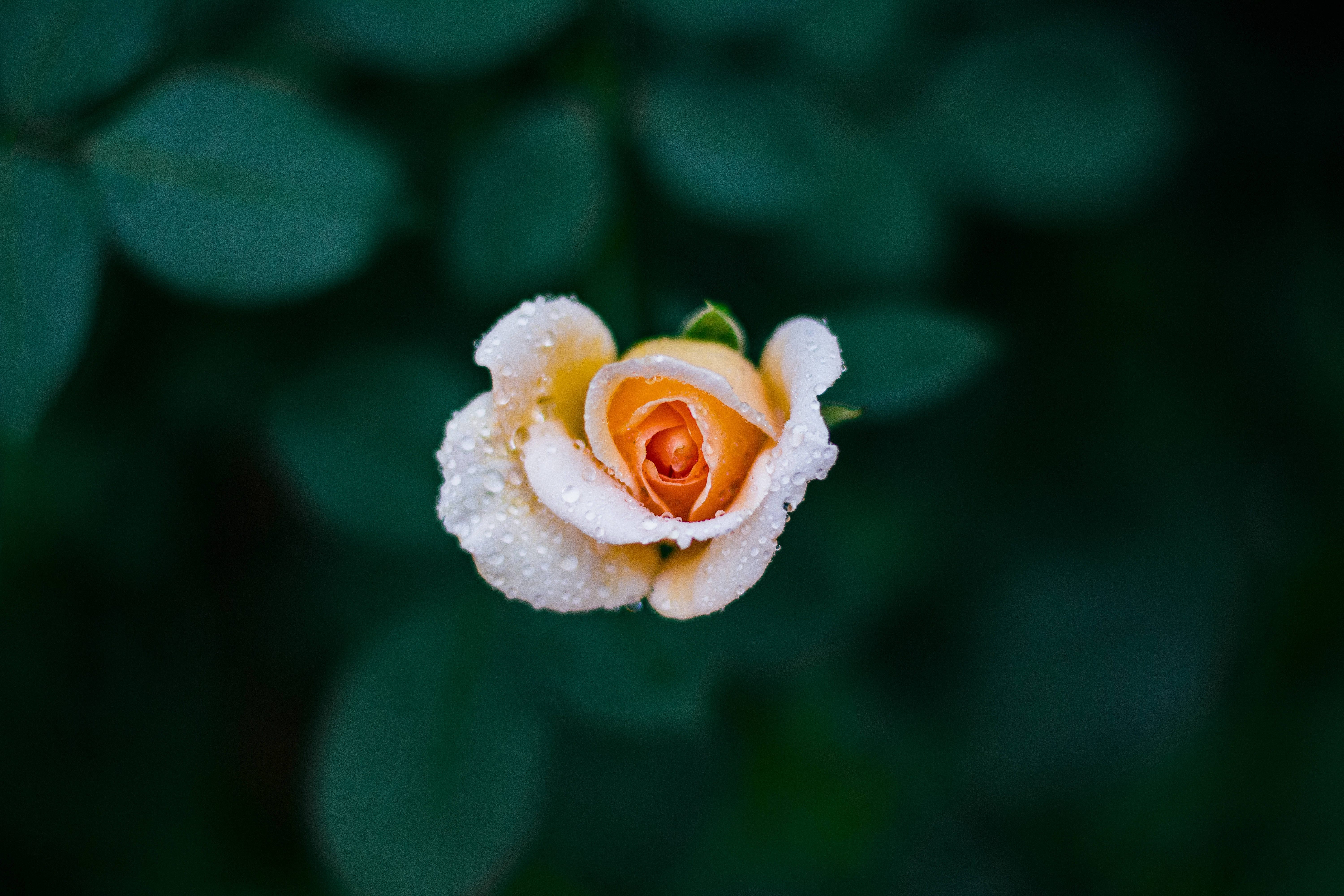 غنچه گل رز زرد والپیپر