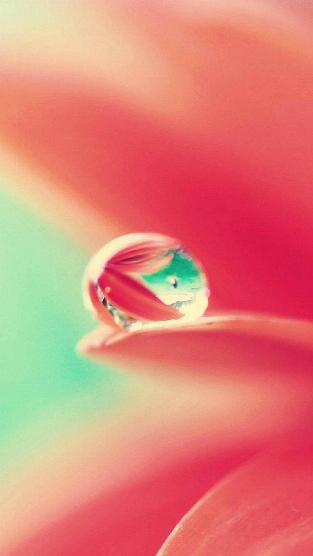 قطره آب روی گل برای آیفون اچدی والپیپر