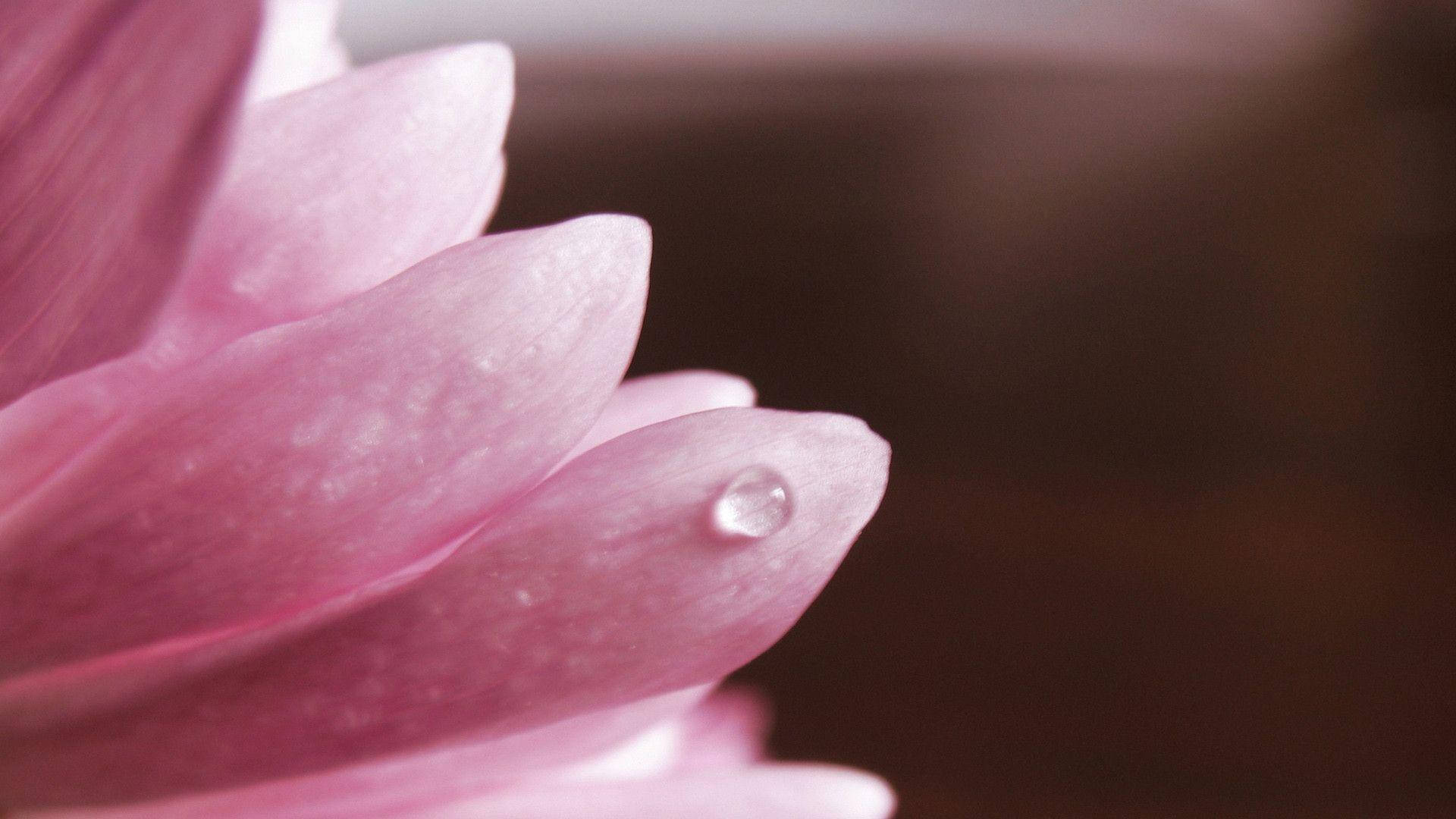 قطره گل صورتی والپیپر