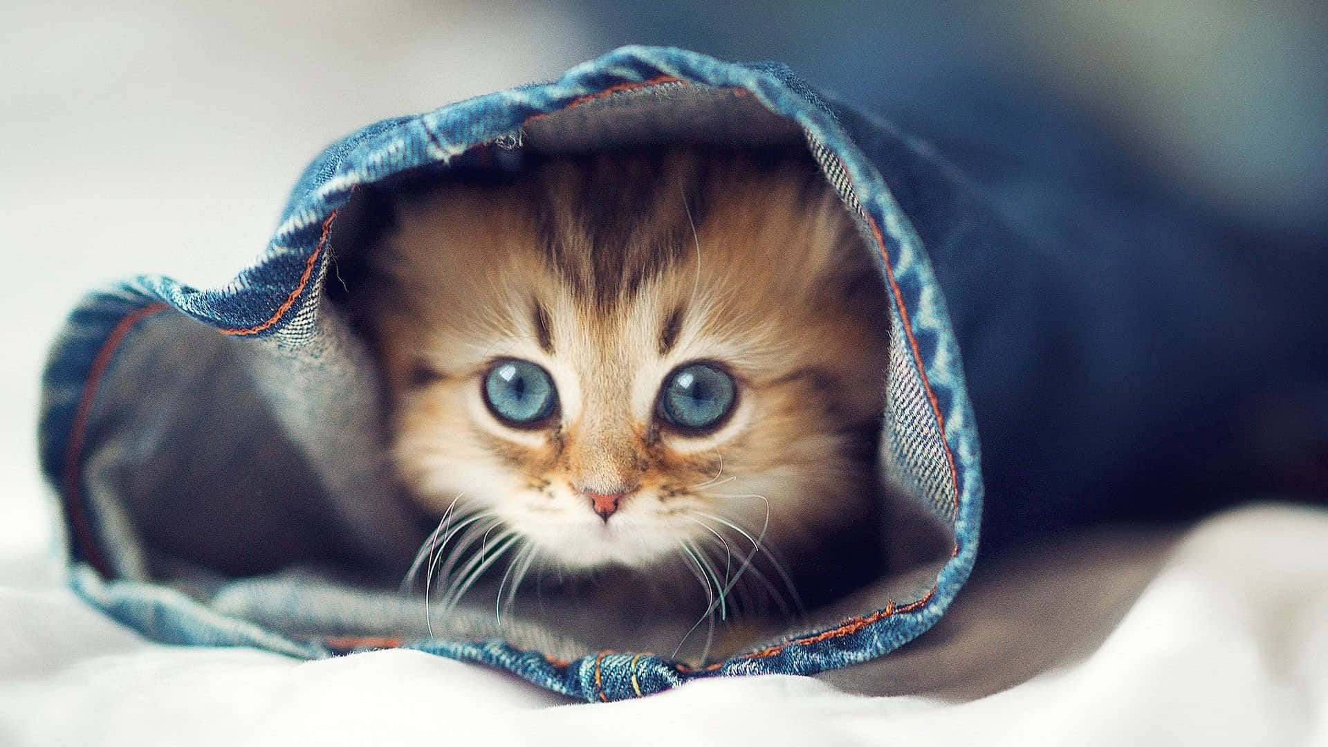 لحظه‌ای بانمک از بامزگی گربه‌سان والپیپر