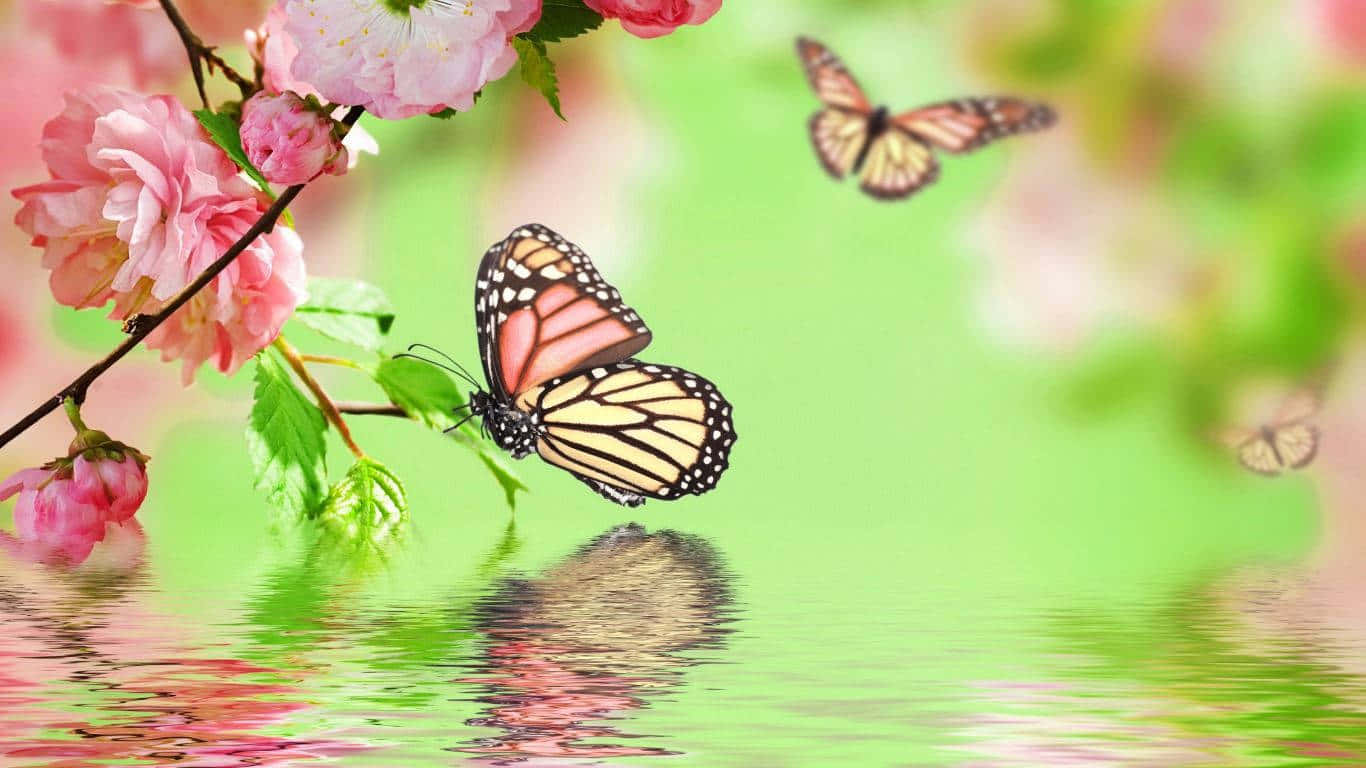 لذت ببر زیبایی پروانه‌ای زیبا والپیپر