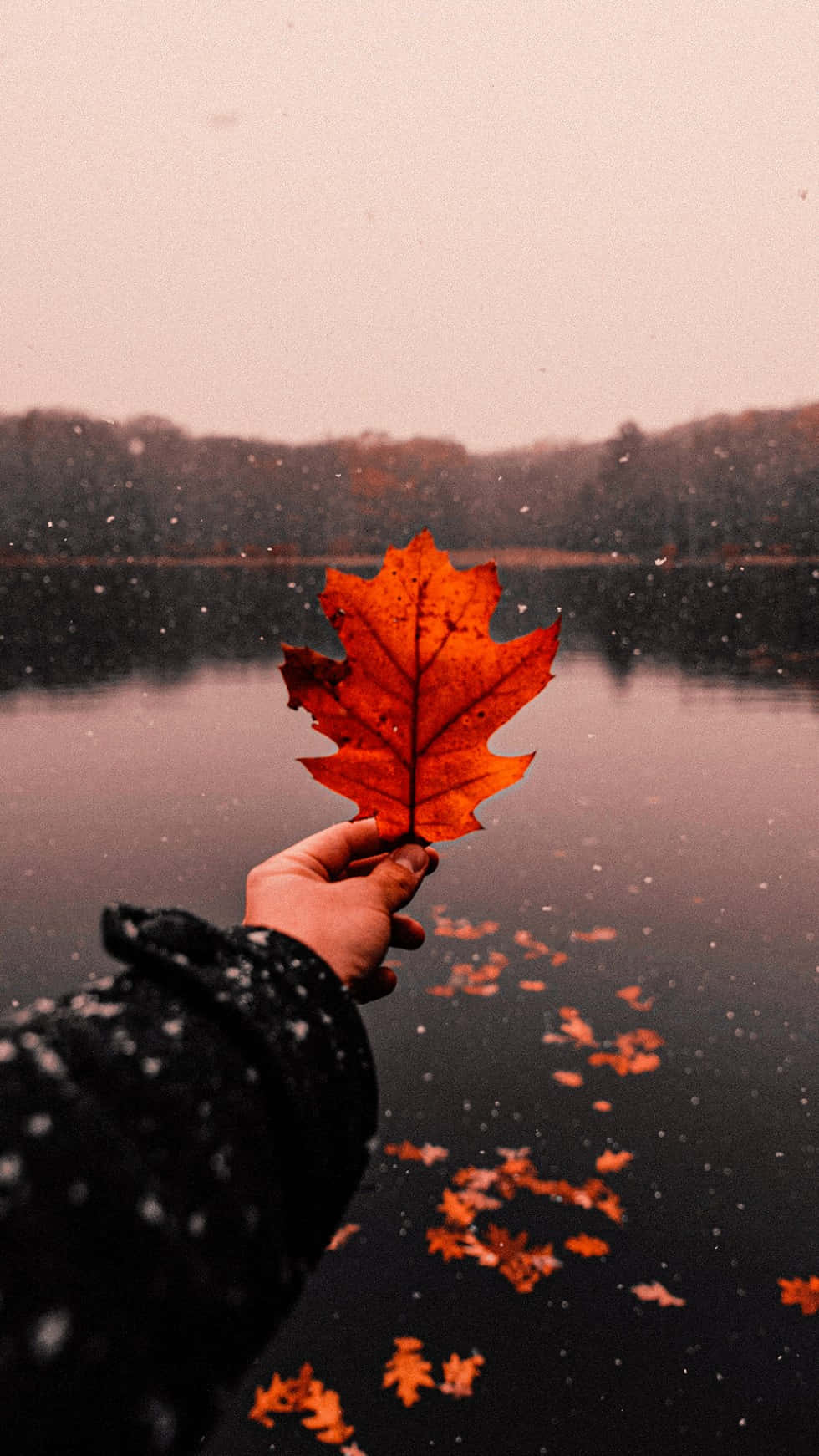 لذت بردن از زیبایی پاییز والپیپر