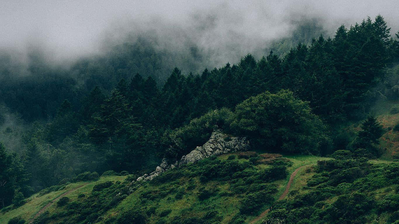 لذت جنگل سبز تیره والپیپر