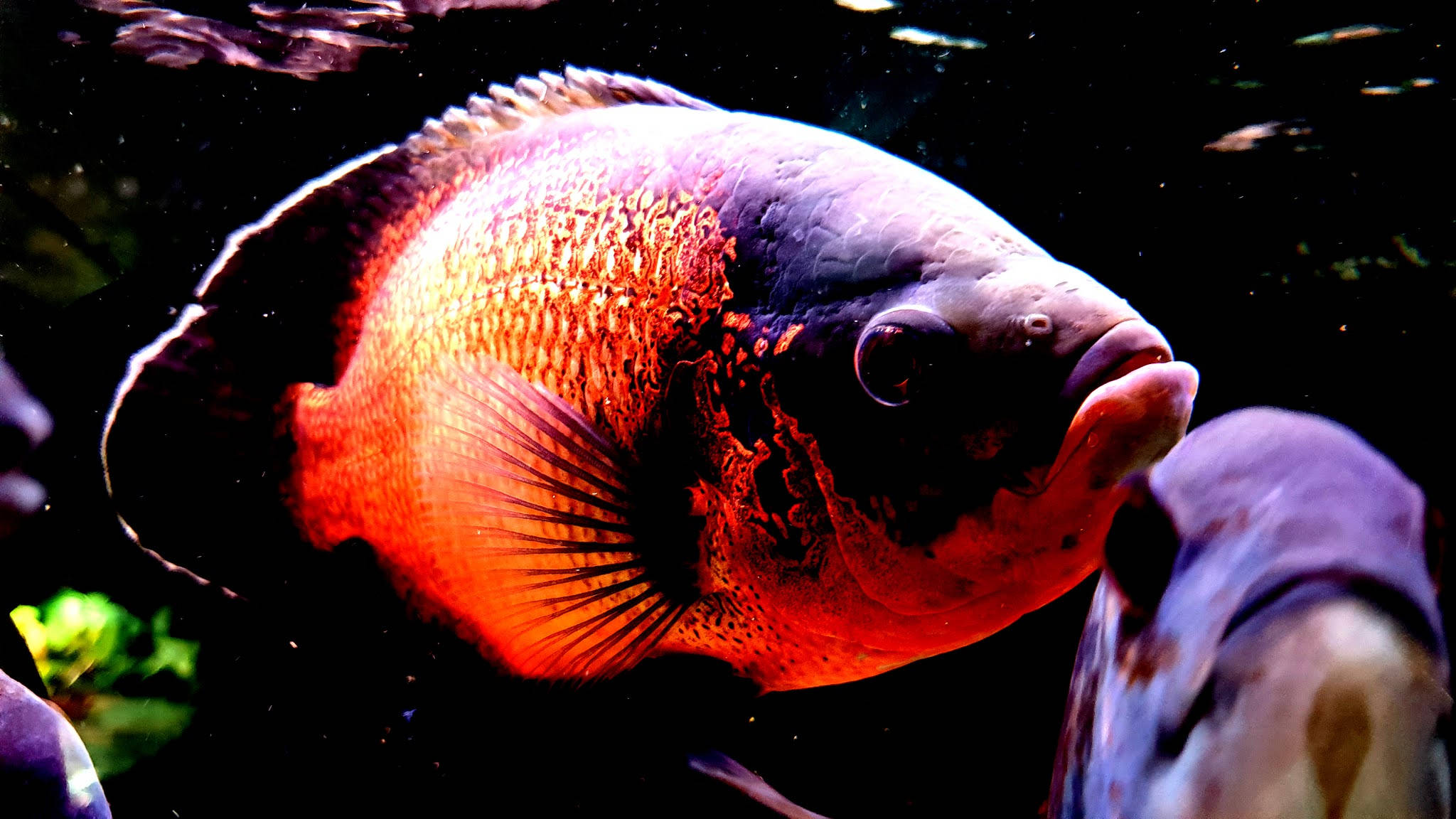 ماهی اسکار زیبا والپیپر
