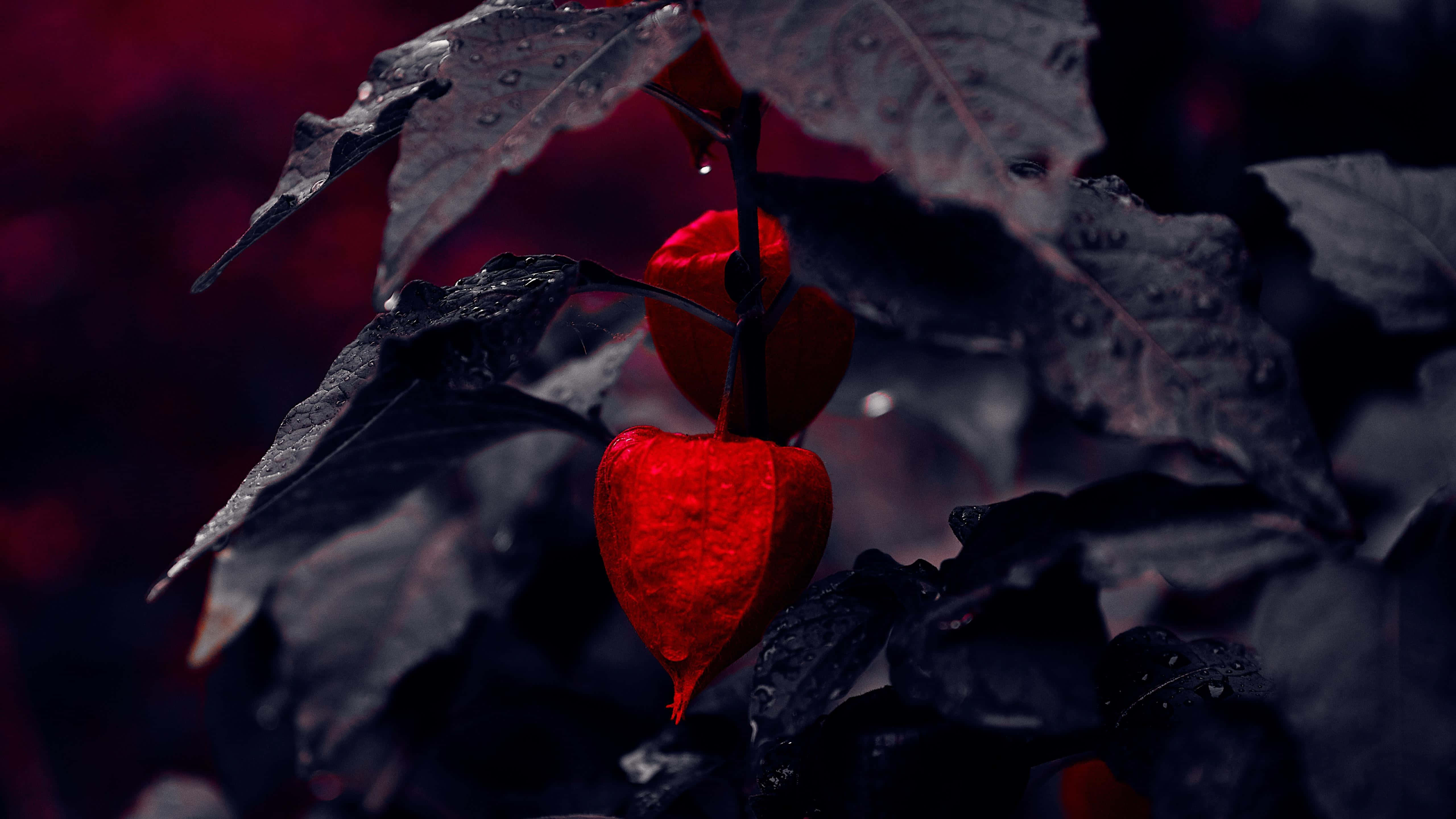 متن شما هرگز روشن‌تر از ویژگی حالت تاریک نخواهد بود والپیپر