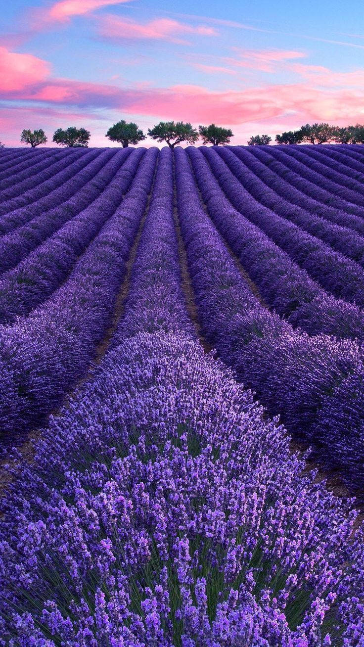 مزرعه اسطوخودوس، درختان و ابرهای صورتی والپیپر