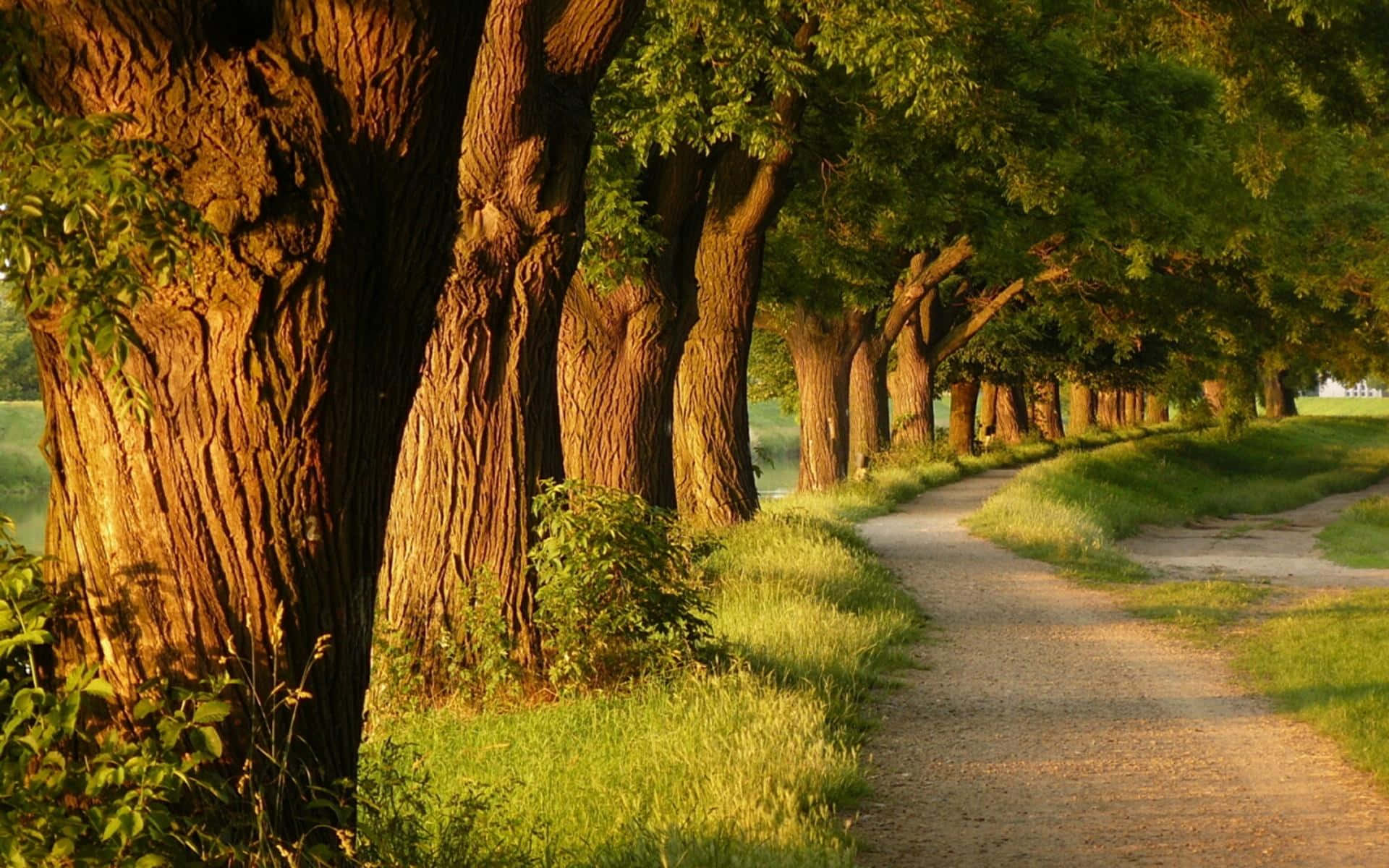 مسیری در کنار درختان بزرگ والپیپر