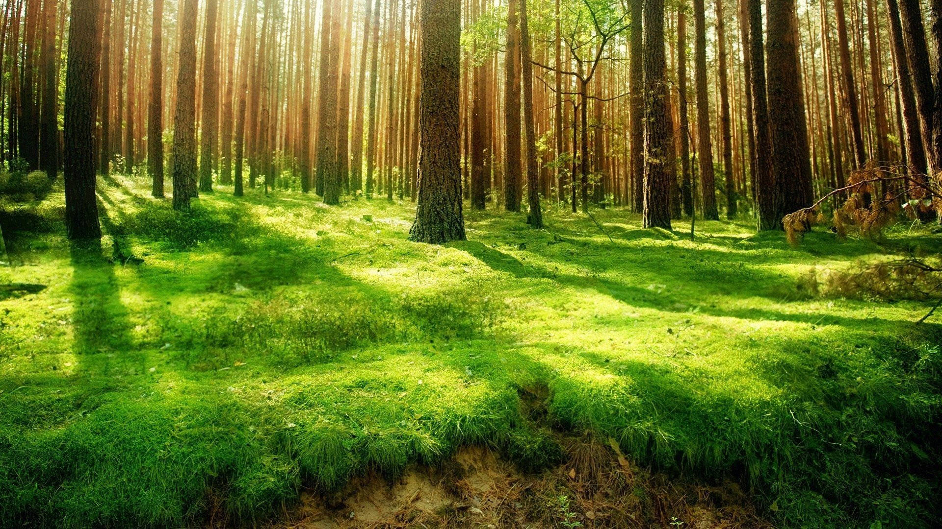 نمای جنگل سایهدار والپیپر