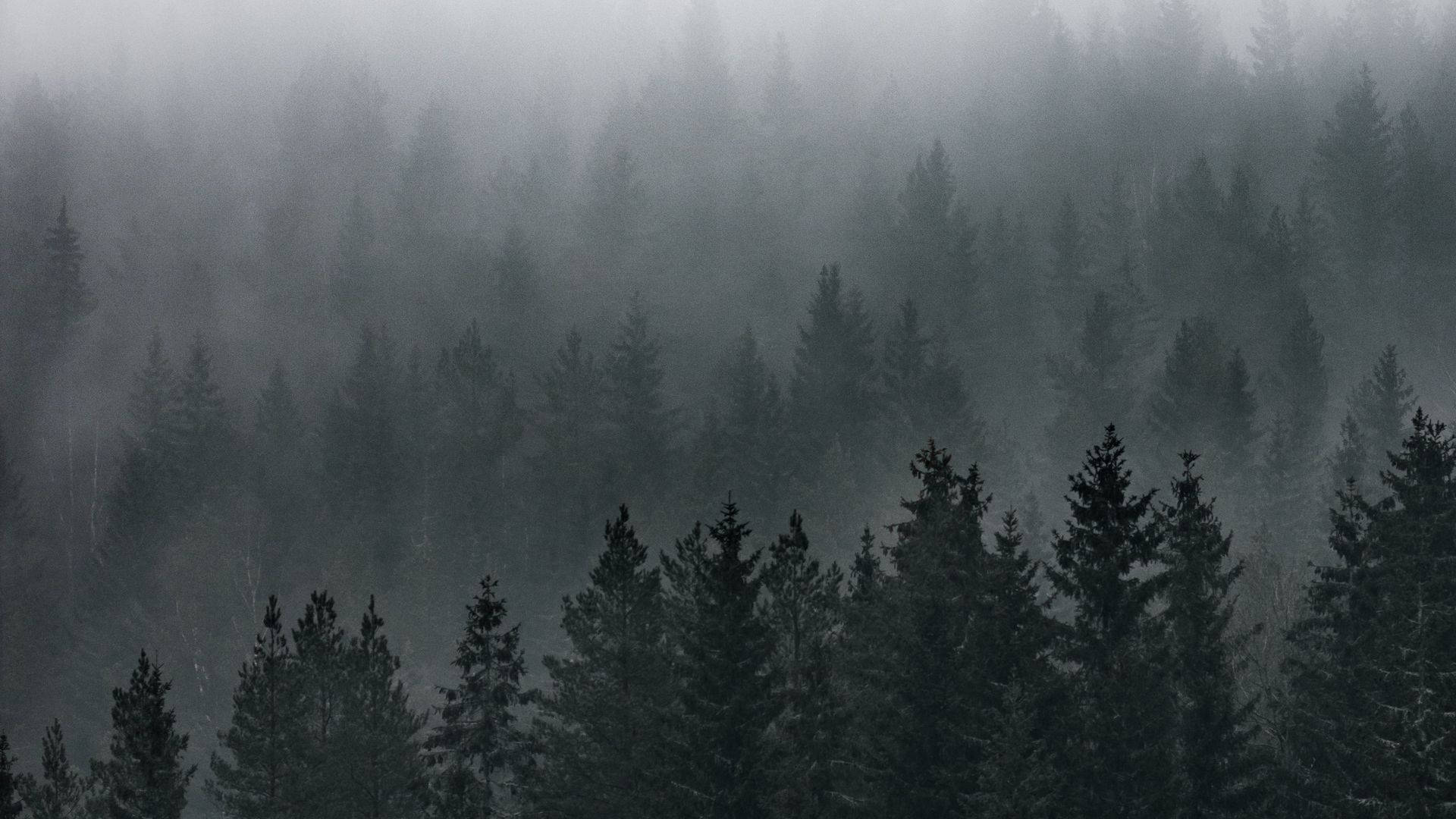 نمای جنگل مه‌آلود والپیپر