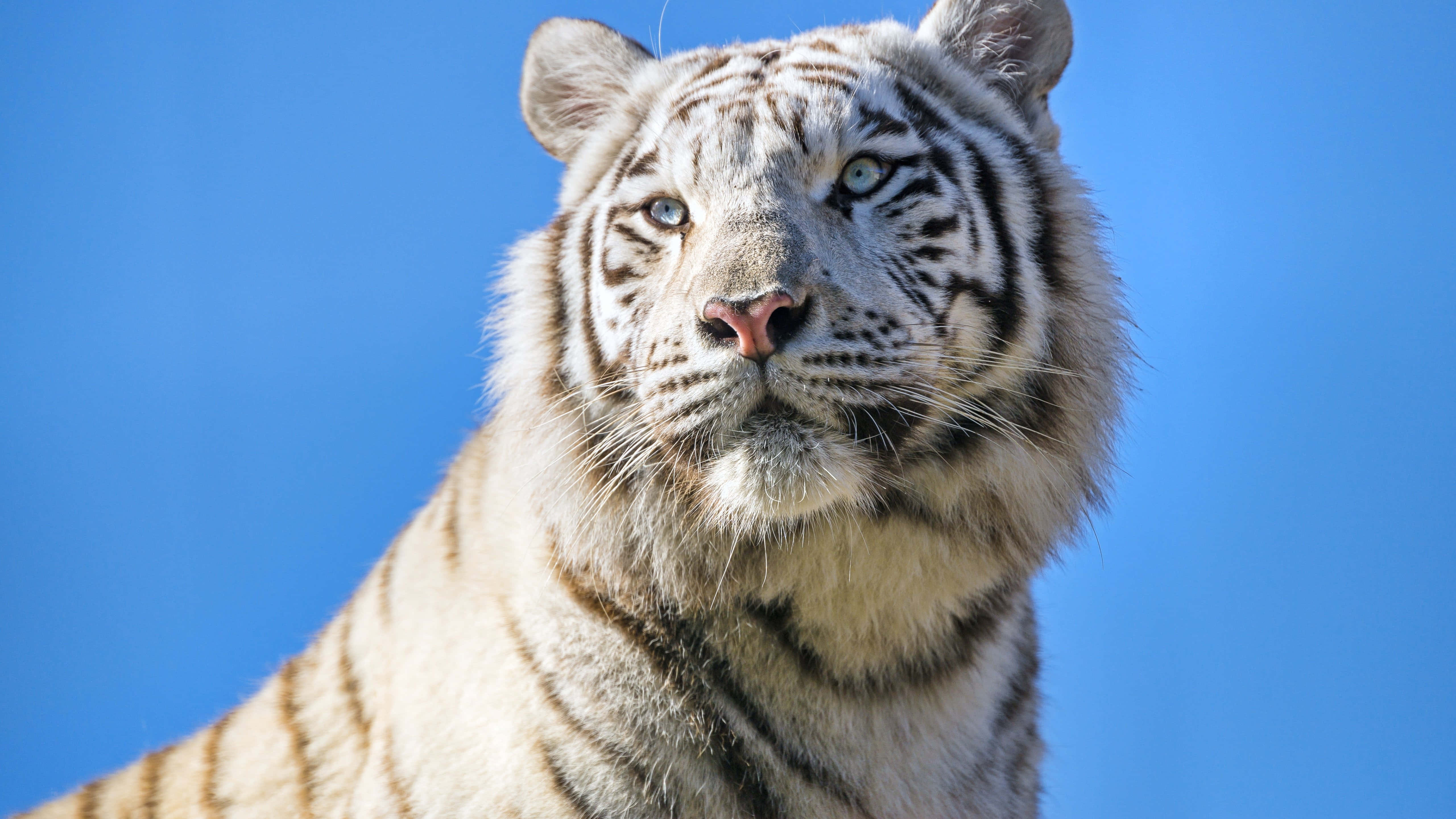 نگاه خیره‌کننده یک ببر باشکوه والپیپر