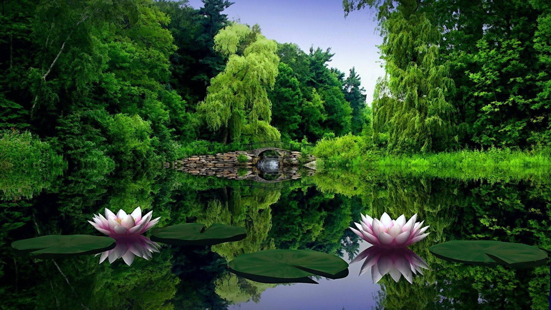 نیلوفر آبی طبیعت با کیفیت Full HD 1920x1080 والپیپر