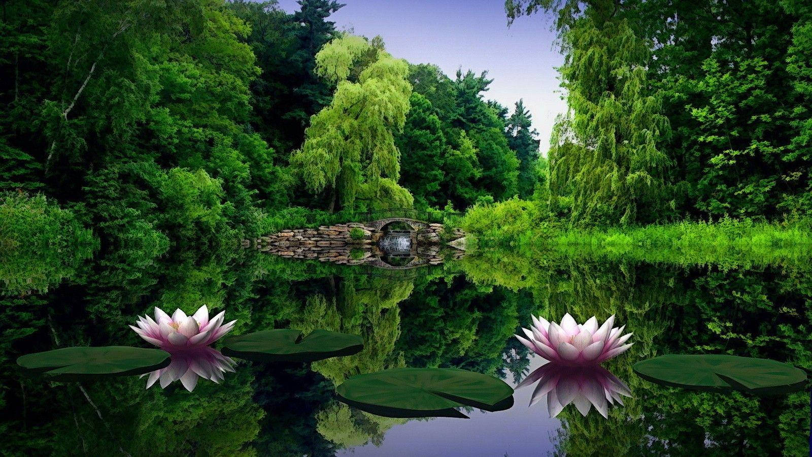 نیلوفرهای آبی Full HD 1600x900 والپیپر