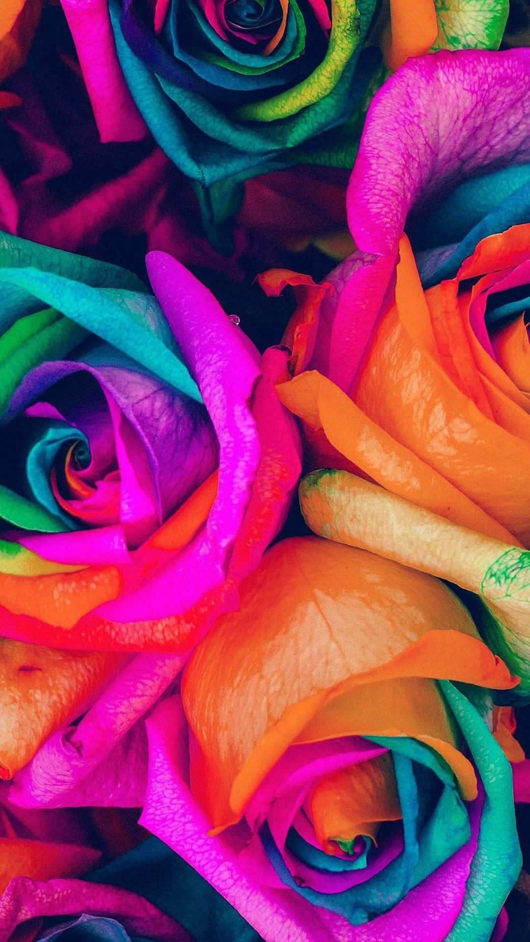 والپیپر جذاب گل رنگین‌کمانی برای آیفون والپیپر