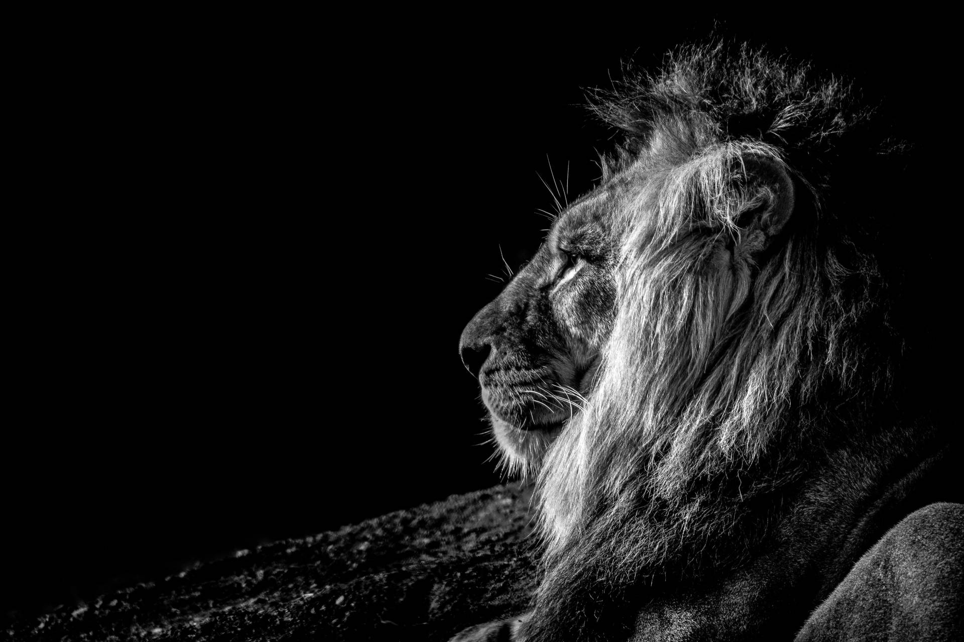 والپیپر شیر سیاه و سفید برای دسکتاپ — شیر والپیپر