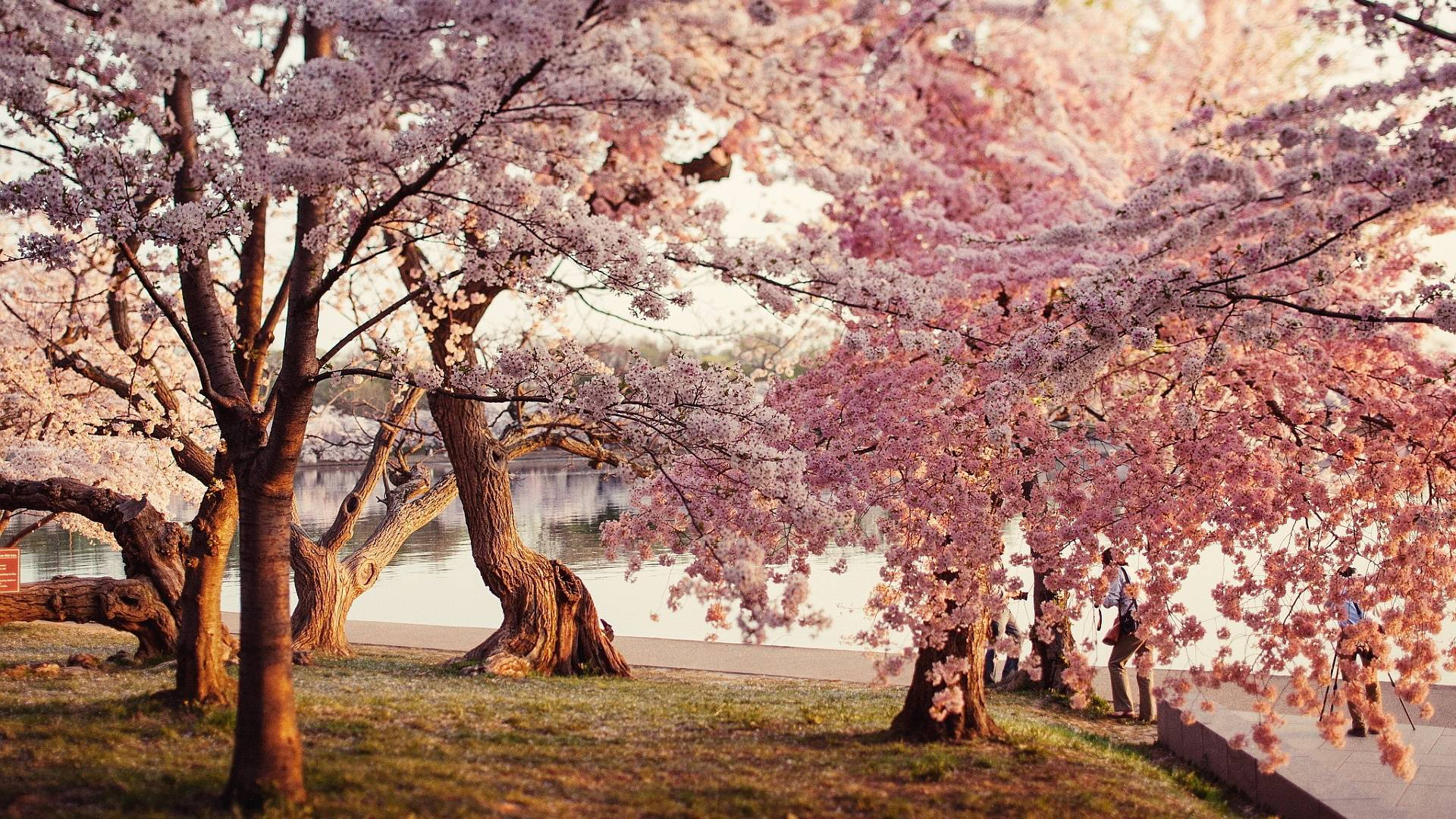 والپیپر پارک شکوفه گیلاس — شکوفه گیلاس والپیپر