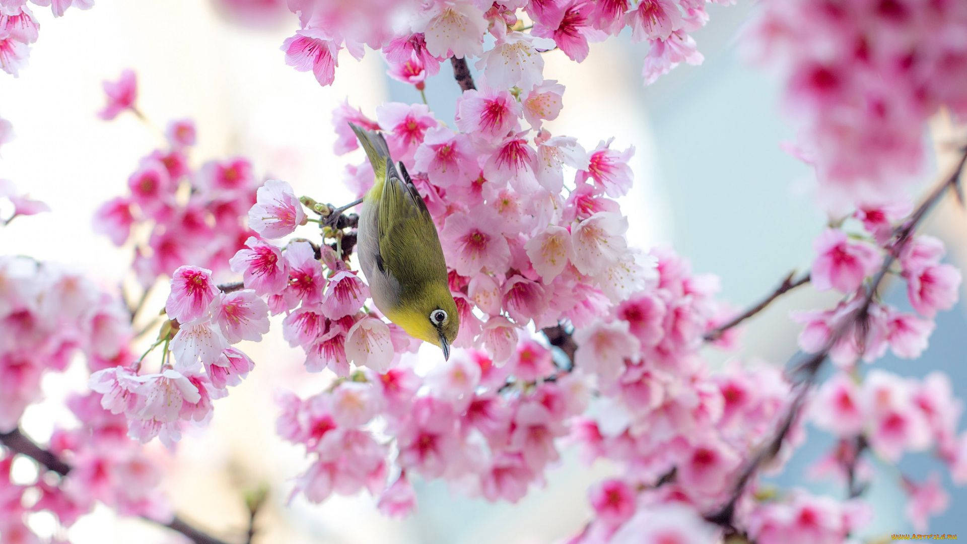 پرنده بهاری ساکورای بامزه والپیپر
