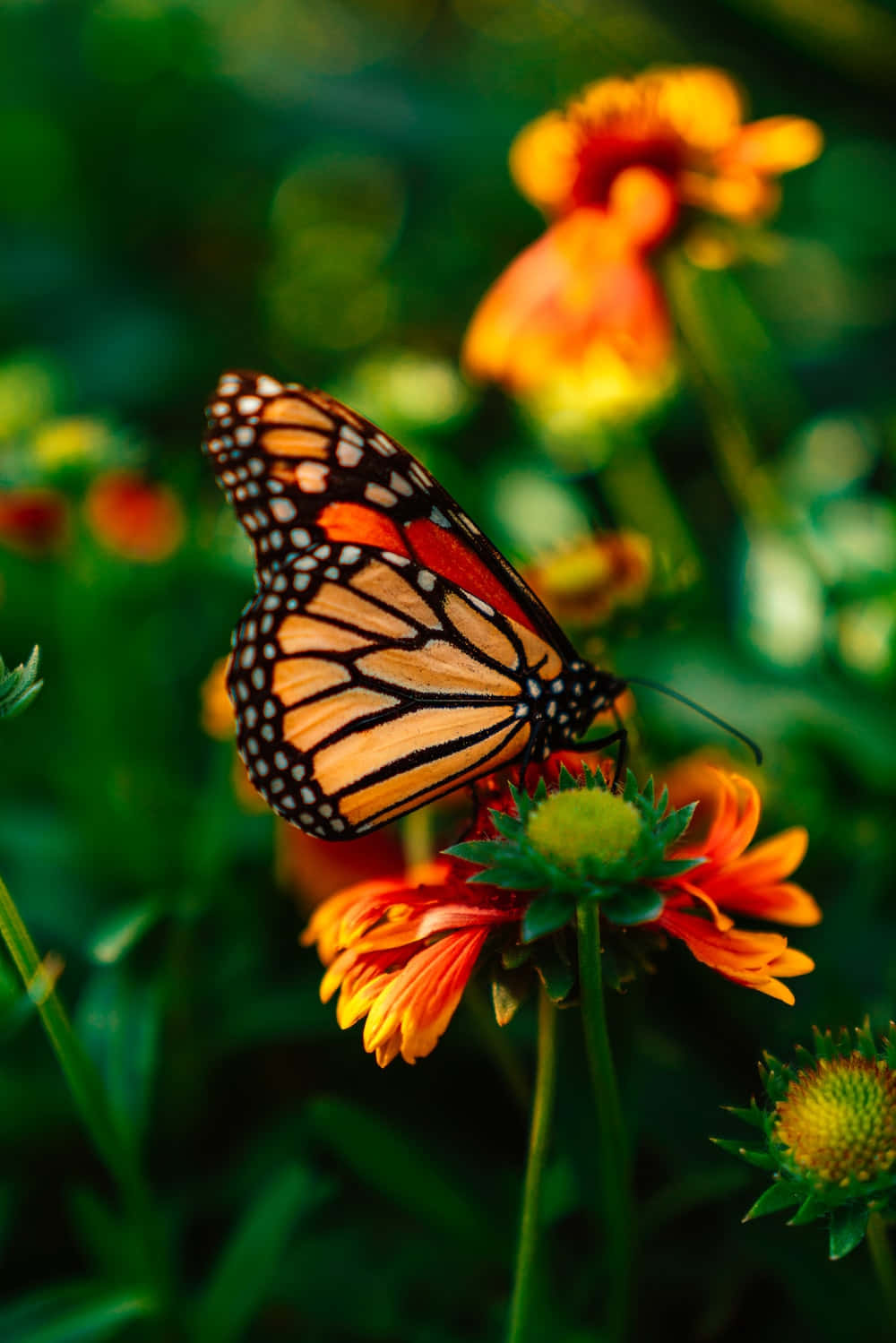 پروانه‌ای زیبا بر روی گلی بنفش در نور غروب. والپیپر