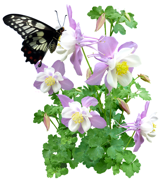 پروانه روی گل‌های کلمباین والپیپر