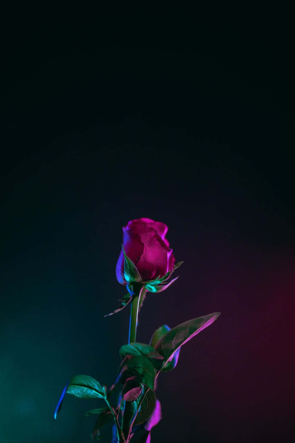 پس‌زمینه OLED غنچه رز قرمز برای iPhone XS والپیپر